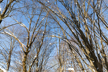 snow covered trees in winter