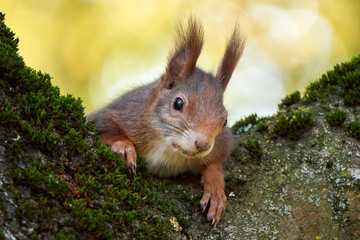 Naklejka na ściany i meble Eurasian red squirrel on a tree (Sciurus vulgaris)