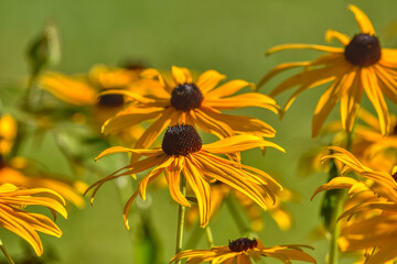Sonnenhut, Scheinsonnenhut, Igelkopf, Blume, Blumen, Blüten, Igelköpfe, Scheinsonnenhüte, Korbblütler, Blüte, gelb, Röhrenblüte, Röhrenblüten, Spreublatt, Spreizblätter, stachelspitzig, Blütezeit, Som