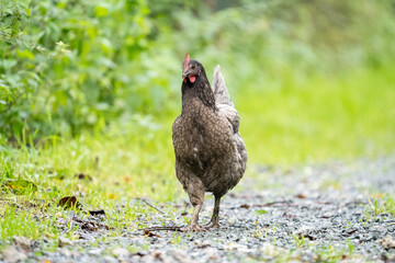 Grey black chicken hen walking on grass at the farm on a sunny day with a green background for space or text	
