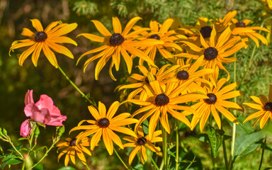 Fototapeta premium Sonnenhut, Scheinsonnenhut, Igelkopf, Blume, Blumen, Blüten, Igelköpfe, Scheinsonnenhüte, Korbblütler, Blüte, gelb, Röhrenblüte, Röhrenblüten, Spreublatt, Spreizblätter, stachelspitzig, Blütezeit, Som
