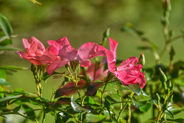 Rose, Lienzer Rose, Blume, Blüte, offenblühend, Bodendecker, Bodendeckerrose, klein, zierlich,...