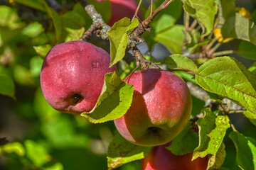Apfel, Äpfel, Erntezeit, reif, Ernte, rund, rot, gelb, Apfelbaum, Frucht, Ast, strahlen, leuchten, verführerisch, Obst, Vitamine, Vitamin, heimisch, Natur, natürlich, Sorte, Tradition, Kultur, Kultura
