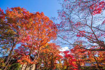 京都　宝厳院の紅葉