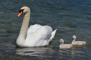 swan with jungs