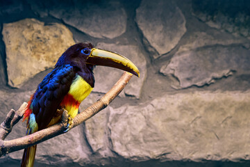 A toucan sits on a branch at the zoo. Beautiful bird .