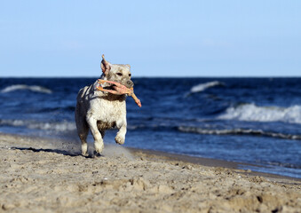 a yellow labrador playing at the seashore