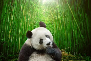 Hungry giant panda bear eating bamboo in forest