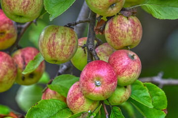 Apfel, Äpfel, Erntezeit, reif, Ernte, rund, rot, gelb, Apfelbaum, Frucht, Ast, strahlen, leuchten, verführerisch, Obst, Vitamine, Vitamin, heimisch, Natur, natürlich, Sorte, Tradition, Kultur, Kultura