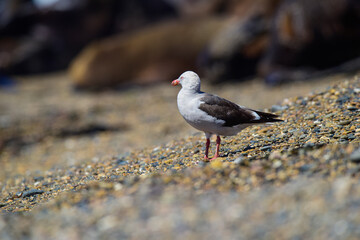 Dolphin Gull