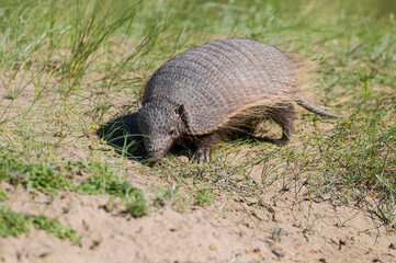 Hairy Armadillo, in grassland environment, Peninsula Valdes, Patagonia, Argentina