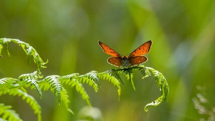 Motyl, motyl, insekt, charakter, kwiat, lato, makro, zwierzak, dzika natura, skrzydła, pomarańczowo, zielono, paproć, roślin, barwnie