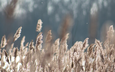 reeds in the morning