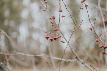 Berries in Winter