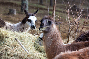 Lamas en nature