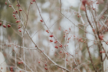 Flowering Tree