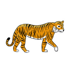 Wild tiger isolated on white background. Predator animal vector illustration in flat style. 

