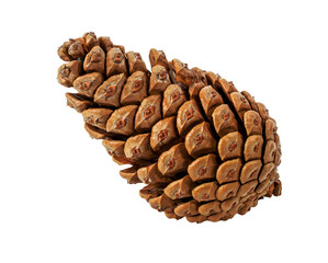 Brown pine cone on white background with clipping pass