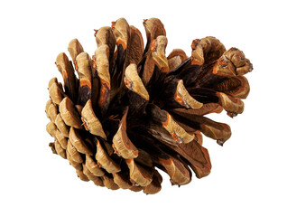 Brown pine cone on white background with clipping pass
