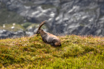 Steinbock, Alpensteinbock, Ziege, Ziegenart, Alpen, Nationalpark, Hohe Tauern, Großglockner, Hochgebirge, Steingeiß, Capra ibex, Herde, Herdentier, Steinwild, Gehörn, imposant, rasten, ruhen, Almwiese