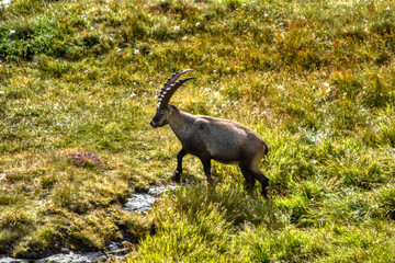 Steinbock, Alpensteinbock, Ziege, Ziegenart, Alpen, Nationalpark, Hohe Tauern, Großglockner,...
