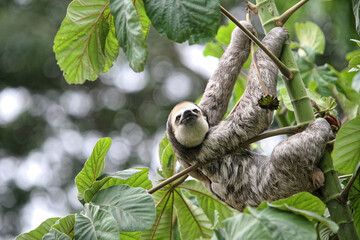 Paresseux grimpe doucement - Guyane française © galaad973