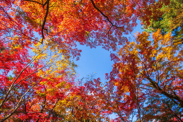 京都　宝厳院の紅葉