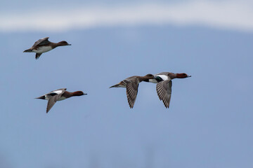 Obraz premium Anas Penelope Eurasian wigeon, a winter guest on the Rhine in Alsace, Eastern France