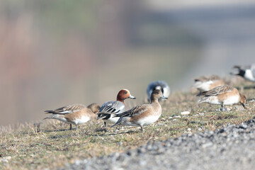 Anas Penelope Eurasian wigeon, a winter guest on the Rhine in Alsace, Eastern France