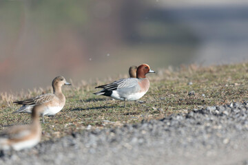Anas Penelope Eurasian wigeon, a winter guest on the Rhine in Alsace, Eastern France