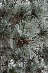 Branches of a large pine with cones in frost closeup.