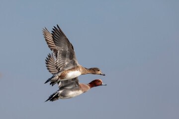 Anas Penelope Eurasian wigeon, a winter guest on the Rhine in Alsace, Eastern France