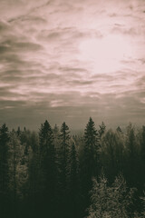 Winter morning in the woods