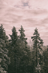 forest in the mountains