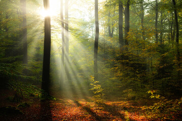 Beautiful sunny morning in the green forest