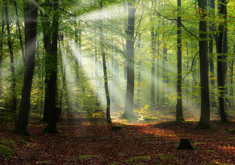 Obraz premium Beautiful sunny morning in the green forest