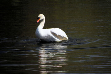A close up of a Mute Swan