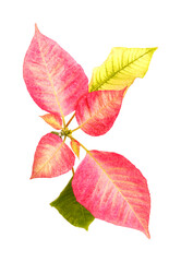 Pink poinsettia, Euphorbia pulcherrima or Easter flower leaves isolated on white background
