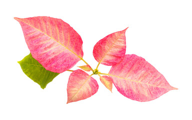 Pink poinsettia, Euphorbia pulcherrima or Easter flower leaves isolated on white background
