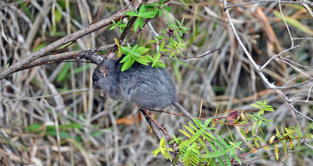 Rat fruitier perché sur une branche 