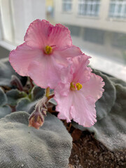 close up of pink flowers