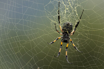 Araignée Néphila bibe sur l'île de La Réunion
