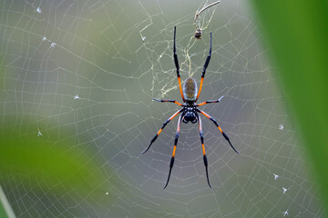 Araignée Néphila bibe sur l'île de La Réunion