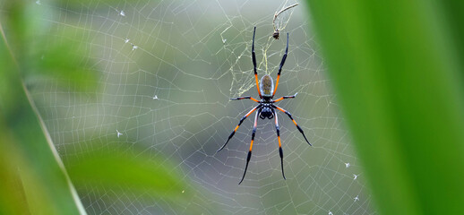 Araignée Néphila bibe sur l'île de La Réunion