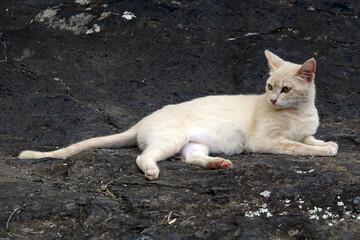 Chat sauvage à la rivière des Galets sur l'île de la Réunion
