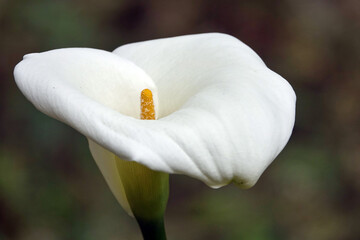 Fleur sauvage magnifique sur l'île de la Réunion (arum, fleur de bananier, rince bouteille ...)