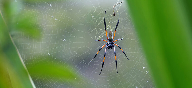 Araign&eacute;e N&eacute;phila bibe sur l'&icirc;le de La R&eacute;union