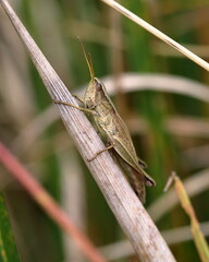 grasshopper on the grass