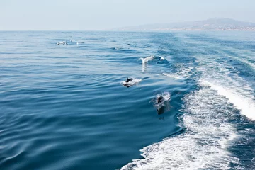 Zelfklevend Fotobehang dolphins jumping along californian coastline © Meg Elmore