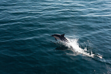 dolphin jumping out of the water
